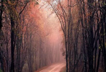 多特蒙德客场小胜沃尔夫斯堡：激情逆袭，经典一刻